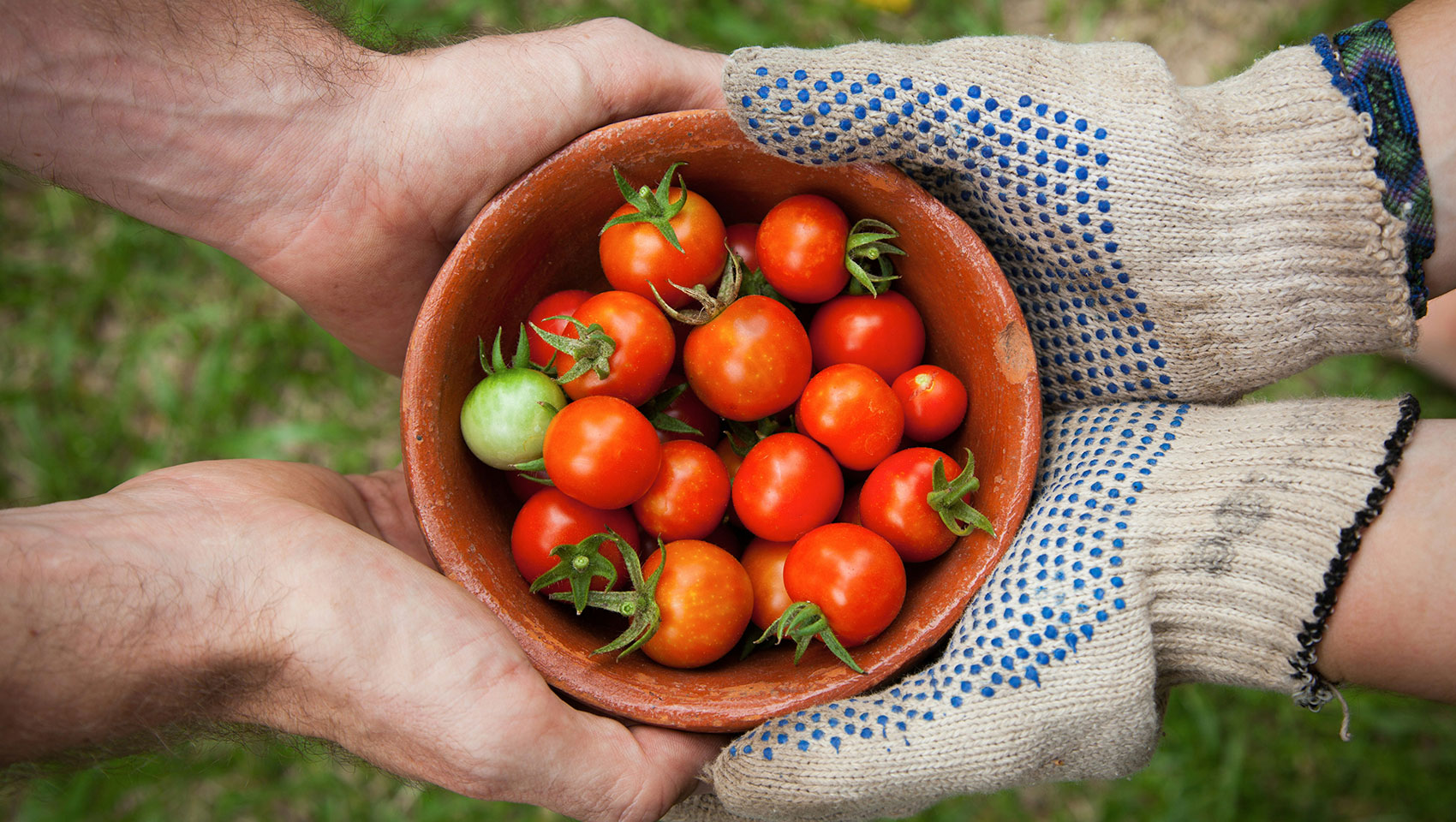 Hands holding bowl of tomatoes