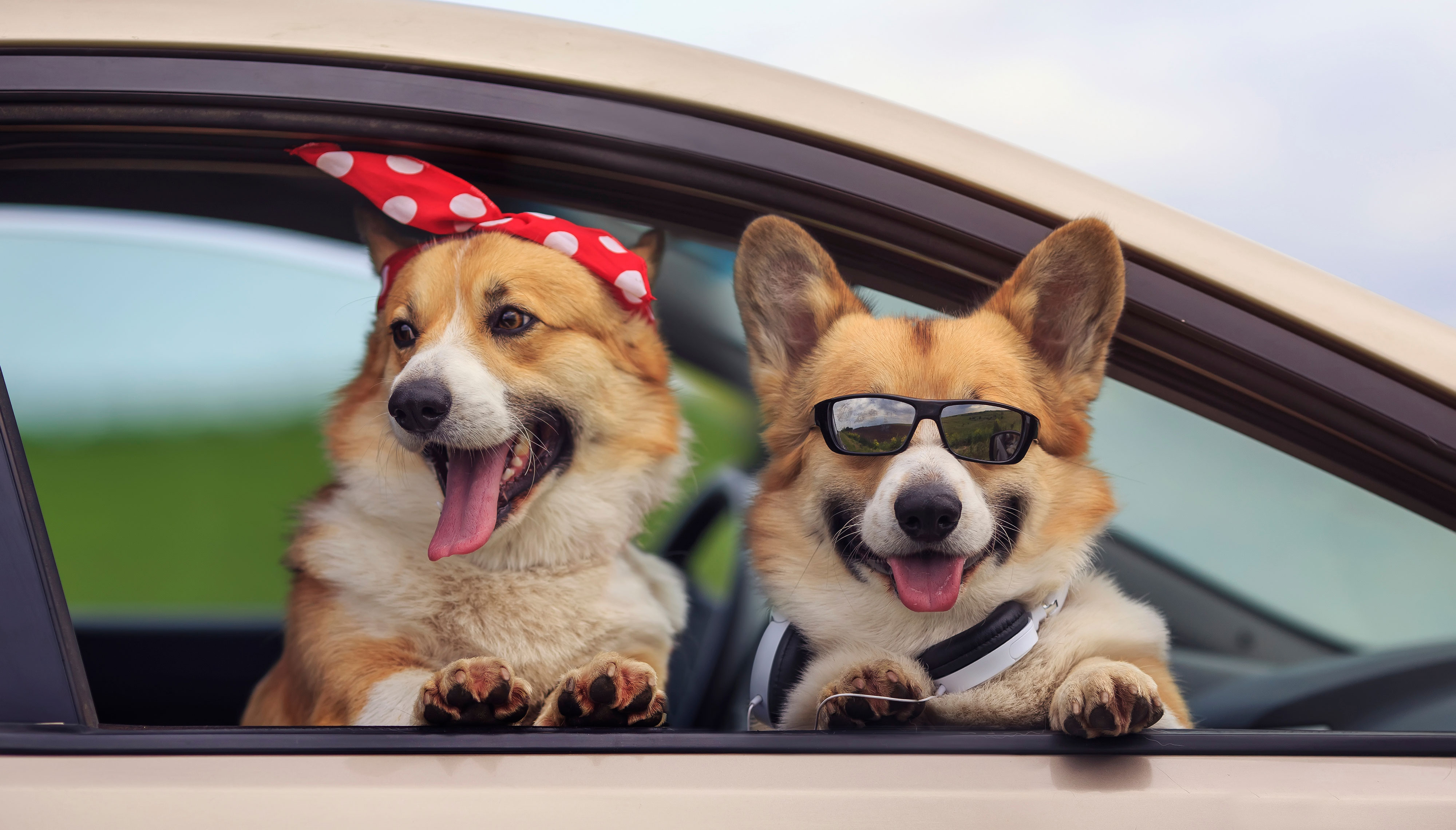 Dogs hanging heads out of car window