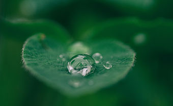 water droplet on leaf