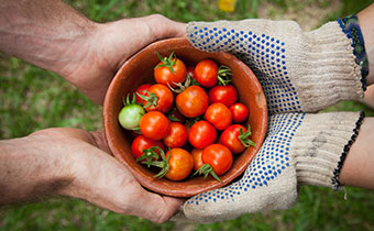 hahands holding basket of tomatoes